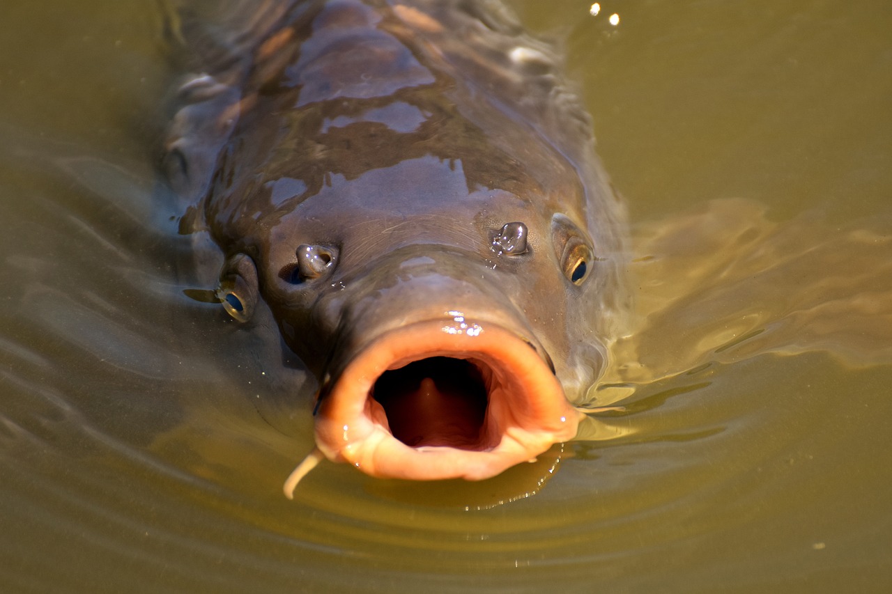 What Carp Eat at Different Depths in Water