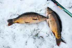 Navigating The Ice: Common Mistakes To Avoid In Winter Carp Fishing