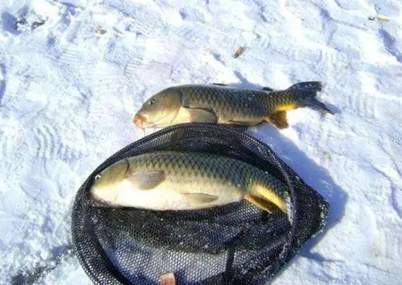 winter carp fishing