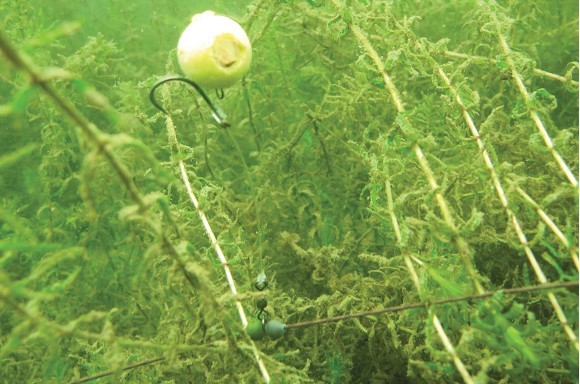 carp fishing in weed
