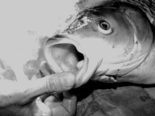 Do Carp Have Teeth? Exploring the Hidden World of Fish Teeth 